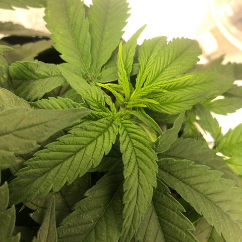 Super Lemon Haze growlog photo: Foi feita a fertirrigação hoje com 1 meio da dose semanal da fase atual vegetativa dela. Seriam 4,4: 0,55: 2,2 do flowermind e do mr roots. Porém o método de nutrição dela está sendo mudado pela primeira vez, onde em vez de nutrir ela com a quantidade total de uma única vez, foi dividido em duas regas semanais.