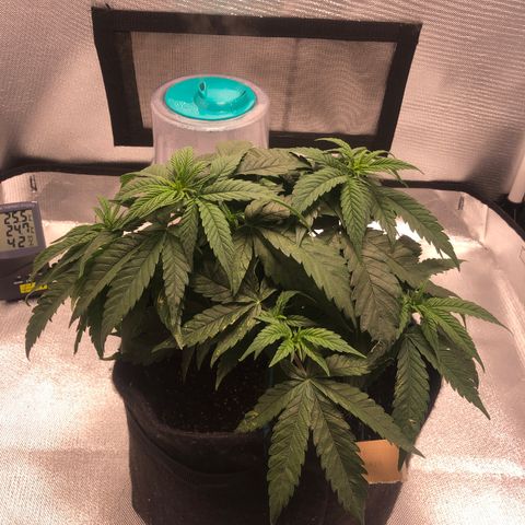 Super Lemon Haze growlog photo: Foi feita a fertirrigação hoje com 1 meio da dose semanal da fase atual vegetativa dela. Seriam 4,4: 0,55: 2,2 do flowermind e do mr roots. Porém o método de nutrição dela está sendo mudado pela primeira vez, onde em vez de nutrir ela com a quantidade total de uma única vez, foi dividido em duas regas semanais.