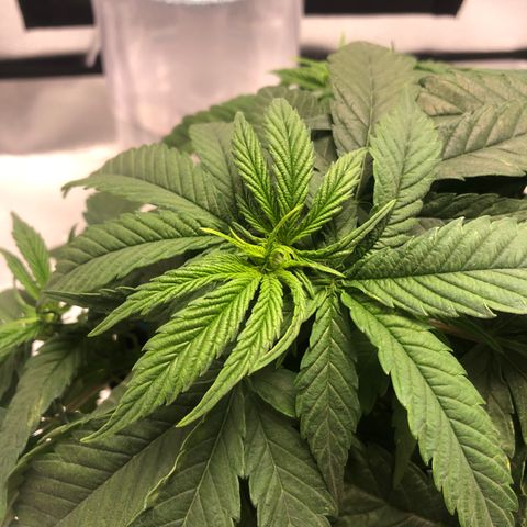 Super Lemon Haze growlog photo: Foi feita a fertirrigação hoje com 1 meio da dose semanal da fase atual vegetativa dela. Seriam 4,4: 0,55: 2,2 do flowermind e do mr roots. Porém o método de nutrição dela está sendo mudado pela primeira vez, onde em vez de nutrir ela com a quantidade total de uma única vez, foi dividido em duas regas semanais.
