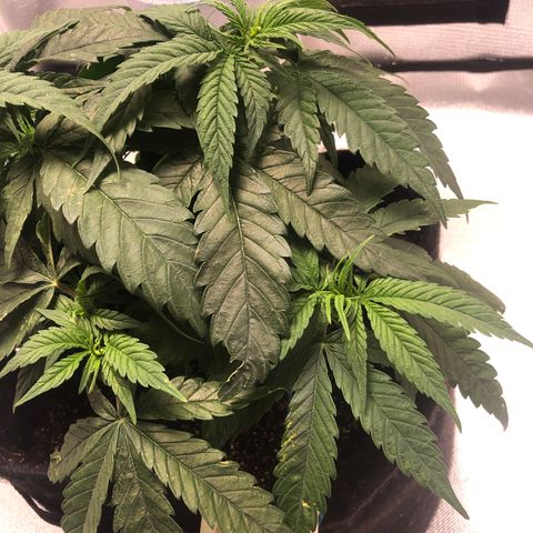 Super Lemon Haze growlog photo: Foi feita a fertirrigação hoje com 1 meio da dose semanal da fase atual vegetativa dela. Seriam 4,4: 0,55: 2,2 do flowermind e do mr roots. Porém o método de nutrição dela está sendo mudado pela primeira vez, onde em vez de nutrir ela com a quantidade total de uma única vez, foi dividido em duas regas semanais.