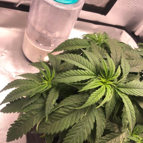 Super Lemon Haze growlog photo: Foi feita a fertirrigação hoje com 1 meio da dose semanal da fase atual vegetativa dela. Seriam 4,4: 0,55: 2,2 do flowermind e do mr roots. Porém o método de nutrição dela está sendo mudado pela primeira vez, onde em vez de nutrir ela com a quantidade total de uma única vez, foi dividido em duas regas semanais.