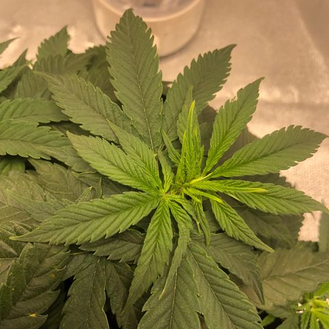 Super Lemon Haze growlog photo: Segue o desempenho da SLH, manchas amarelas continuam nas folhas, isso tem me gerado um pouco de preocupação, porém não tem apresentado nenhuma deficiência. Então, segue o baile.