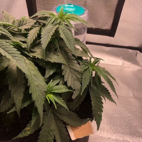 Super Lemon Haze growlog photo: Segue o desempenho da SLH, manchas amarelas continuam nas folhas, isso tem me gerado um pouco de preocupação, porém não tem apresentado nenhuma deficiência. Então, segue o baile.