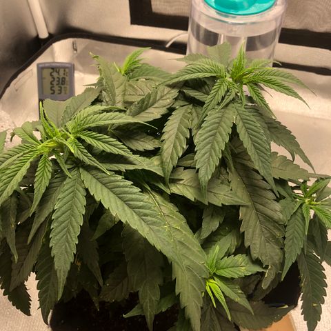 Super Lemon Haze growlog photo: Segue o desempenho da SLH, manchas amarelas continuam nas folhas, isso tem me gerado um pouco de preocupação, porém não tem apresentado nenhuma deficiência. Então, segue o baile.