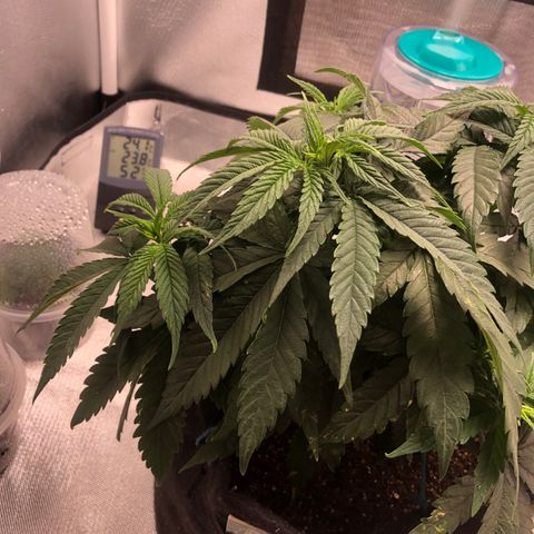 Super Lemon Haze growlog photo: Segue o desempenho da SLH, manchas amarelas continuam nas folhas, isso tem me gerado um pouco de preocupação, porém não tem apresentado nenhuma deficiência. Então, segue o baile.