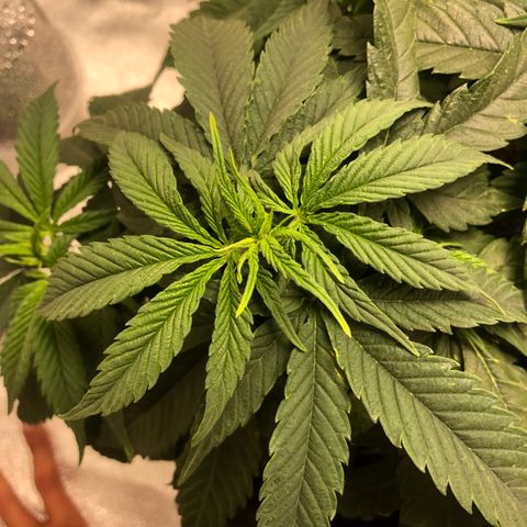 Super Lemon Haze growlog photo: Segue o desempenho da SLH, manchas amarelas continuam nas folhas, isso tem me gerado um pouco de preocupação, porém não tem apresentado nenhuma deficiência. Então, segue o baile.