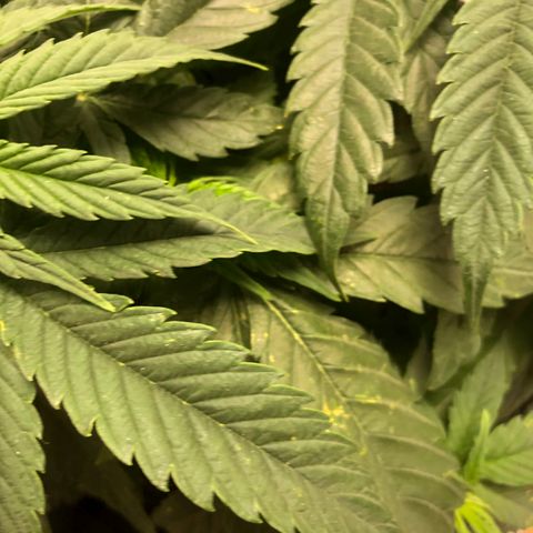 Super Lemon Haze growlog photo: Segue o desempenho da SLH, manchas amarelas continuam nas folhas, isso tem me gerado um pouco de preocupação, porém não tem apresentado nenhuma deficiência. Então, segue o baile.