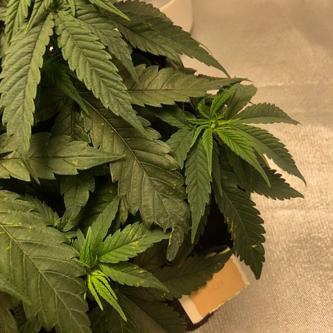 Super Lemon Haze growlog photo: Segue o desempenho da SLH, manchas amarelas continuam nas folhas, isso tem me gerado um pouco de preocupação, porém não tem apresentado nenhuma deficiência. Então, segue o baile.