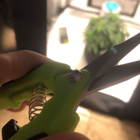 Super Lemon Haze growlog photo: 4 novas podas efetuadas na madrugada do dia 14/08, seguidas de 2 novas amarras para abertura de alguns ramos mal iluminados por conta das proprias folhas da planta