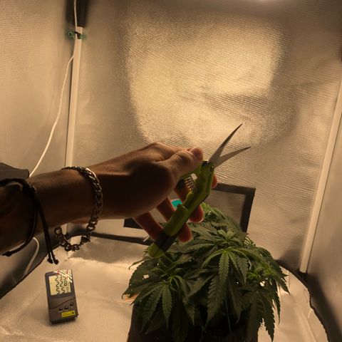 Super Lemon Haze growlog photo: 4 novas podas efetuadas na madrugada do dia 14/08, seguidas de 2 novas amarras para abertura de alguns ramos mal iluminados por conta das proprias folhas da planta