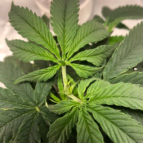 Super Lemon Haze growlog photo: 4 novas podas efetuadas na madrugada do dia 14/08, seguidas de 2 novas amarras para abertura de alguns ramos mal iluminados por conta das proprias folhas da planta