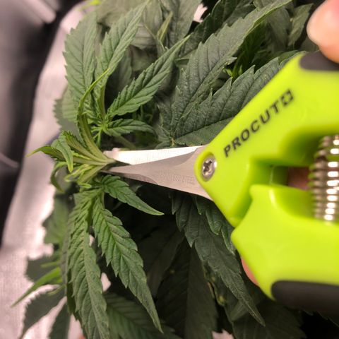 Super Lemon Haze growlog photo: 4 novas podas efetuadas na madrugada do dia 14/08, seguidas de 2 novas amarras para abertura de alguns ramos mal iluminados por conta das proprias folhas da planta