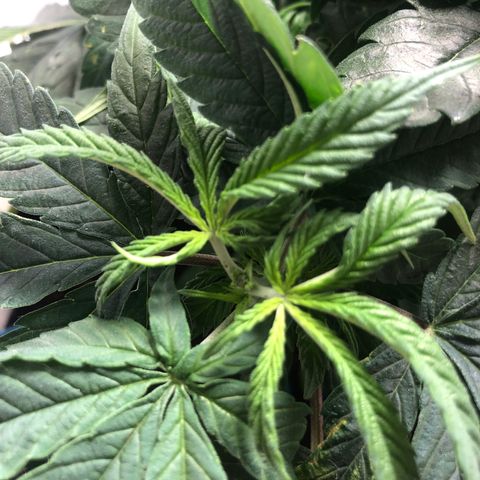 Super Lemon Haze growlog photo: 4 novas podas efetuadas na madrugada do dia 14/08, seguidas de 2 novas amarras para abertura de alguns ramos mal iluminados por conta das proprias folhas da planta
