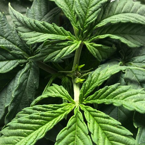 Super Lemon Haze growlog photo: 4 novas podas efetuadas na madrugada do dia 14/08, seguidas de 2 novas amarras para abertura de alguns ramos mal iluminados por conta das proprias folhas da planta