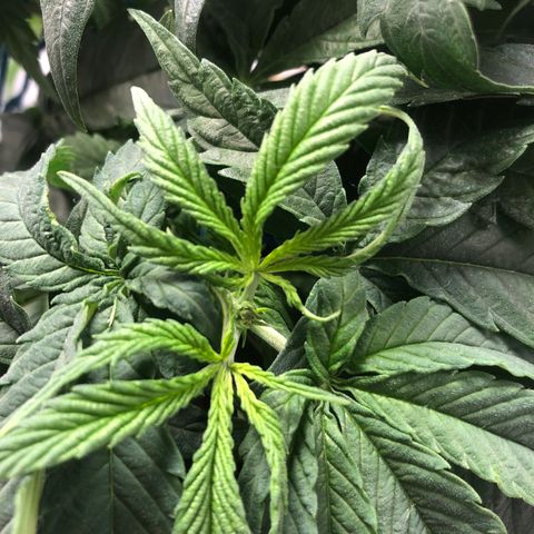 Super Lemon Haze growlog photo: 4 novas podas efetuadas na madrugada do dia 14/08, seguidas de 2 novas amarras para abertura de alguns ramos mal iluminados por conta das proprias folhas da planta