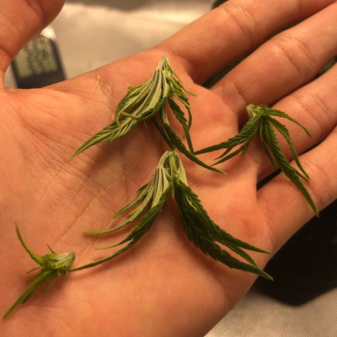 Super Lemon Haze growlog photo: 4 novas podas efetuadas na madrugada do dia 14/08, seguidas de 2 novas amarras para abertura de alguns ramos mal iluminados por conta das proprias folhas da planta