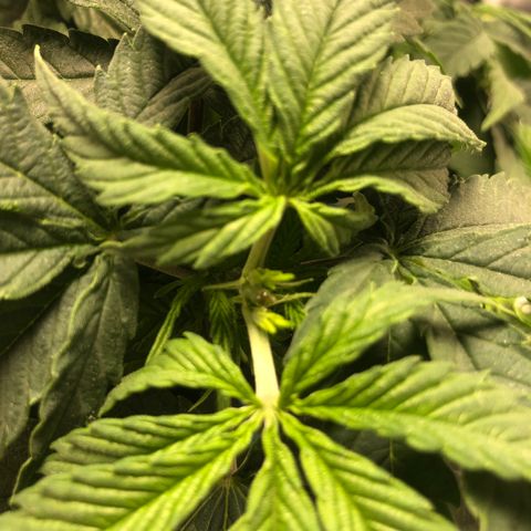 Super Lemon Haze growlog photo: 4 novas podas efetuadas na madrugada do dia 14/08, seguidas de 2 novas amarras para abertura de alguns ramos mal iluminados por conta das proprias folhas da planta