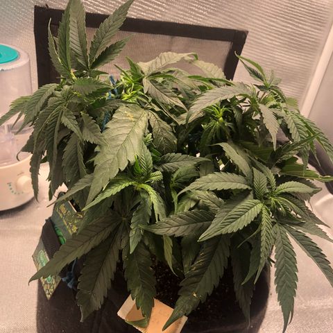 Super Lemon Haze growlog photo: Amarra feita no tol bud. Planta segue com 27 cm de altura.