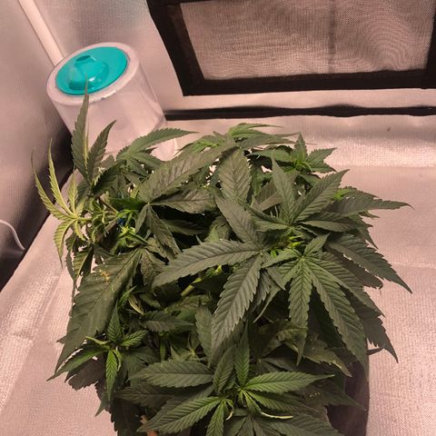 Super Lemon Haze growlog photo: Amarra feita no tol bud. Planta segue com 27 cm de altura.