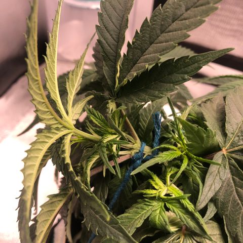 Super Lemon Haze growlog photo: Amarra feita no tol bud. Planta segue com 27 cm de altura.