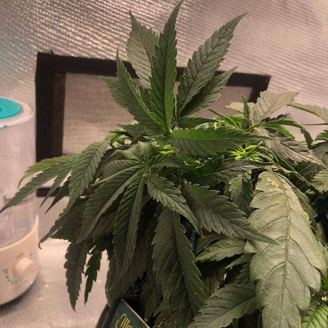 Super Lemon Haze growlog photo: Amarra feita no tol bud. Planta segue com 27 cm de altura.