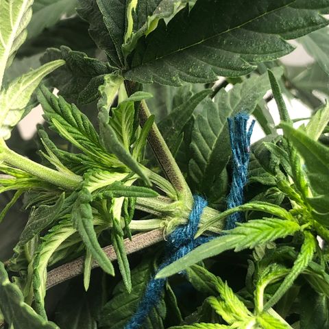 Super Lemon Haze growlog photo: Amarra feita no tol bud. Planta segue com 27 cm de altura.
