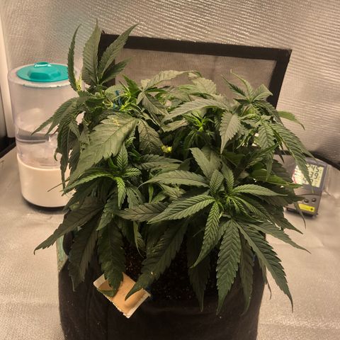 Super Lemon Haze growlog photo: Amarra feita no tol bud. Planta segue com 27 cm de altura.