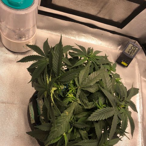Super Lemon Haze growlog photo: Amarra feita no tol bud. Planta segue com 27 cm de altura.