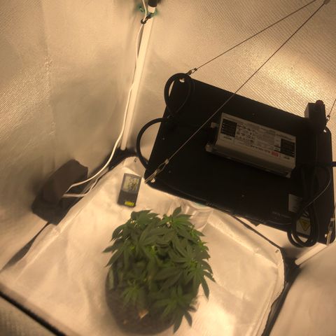 Super Lemon Haze growlog photo: Madrugada do dia 18/07 planta segue em desenvolvimento das novas podas. Boa temp e umidade