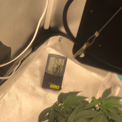 Super Lemon Haze growlog photo: Madrugada do dia 18/07 planta segue em desenvolvimento das novas podas. Boa temp e umidade