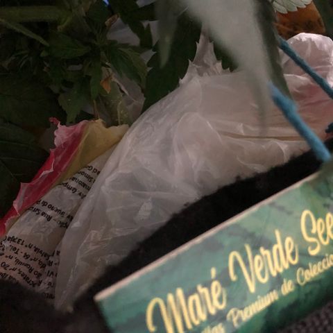 Super Lemon Haze growlog photo: Chegada do repelente/combatente de pragas E-Citrus. Hoje foi feita a primeira aplicação as 19:30 quando as luzes da tenda já se encontravam apagadas para não gerar queimaduras nas folhas. Método de aplicação foi foliar.
Produto diluído na água sem regulagem de ph, dosagens 10ml de E-Citrus para 1L de água, dps de adicionar o produto na água, agitei por alguns minutos e dps foi feita a aplicação. Repetir o processo de 7 em 7 dias para prevenção e caso esteja acontecendo alguma infestação, aplicar diariamente até matar a porra toda hahaha.