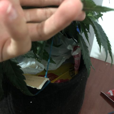 Super Lemon Haze growlog photo: Chegada do repelente/combatente de pragas E-Citrus. Hoje foi feita a primeira aplicação as 19:30 quando as luzes da tenda já se encontravam apagadas para não gerar queimaduras nas folhas. Método de aplicação foi foliar.
Produto diluído na água sem regulagem de ph, dosagens 10ml de E-Citrus para 1L de água, dps de adicionar o produto na água, agitei por alguns minutos e dps foi feita a aplicação. Repetir o processo de 7 em 7 dias para prevenção e caso esteja acontecendo alguma infestação, aplicar diariamente até matar a porra toda hahaha.