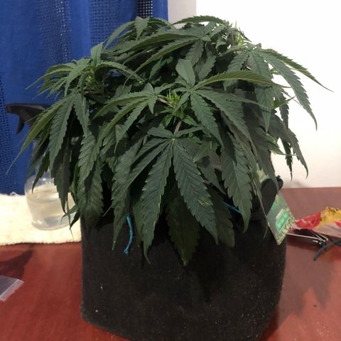 Super Lemon Haze growlog photo: Chegada do repelente/combatente de pragas E-Citrus. Hoje foi feita a primeira aplicação as 19:30 quando as luzes da tenda já se encontravam apagadas para não gerar queimaduras nas folhas. Método de aplicação foi foliar.
Produto diluído na água sem regulagem de ph, dosagens 10ml de E-Citrus para 1L de água, dps de adicionar o produto na água, agitei por alguns minutos e dps foi feita a aplicação. Repetir o processo de 7 em 7 dias para prevenção e caso esteja acontecendo alguma infestação, aplicar diariamente até matar a porra toda hahaha.