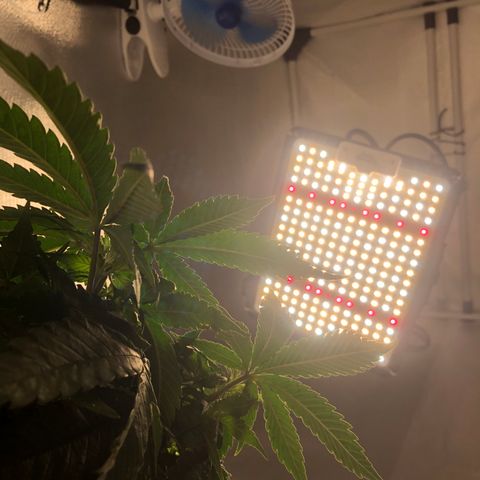 Super Lemon Haze growlog photo: Segue vegetativo, foi nutrida hoje para futura desfoliação no dia 21/08. 