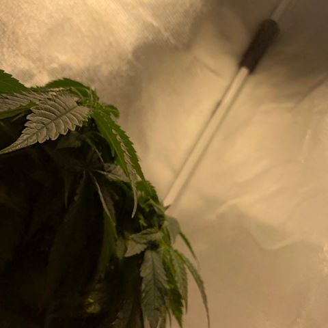Super Lemon Haze growlog photo: Segue vegetativo, foi nutrida hoje para futura desfoliação no dia 21/08. 