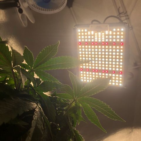 Super Lemon Haze growlog photo: Segue vegetativo, foi nutrida hoje para futura desfoliação no dia 21/08. 