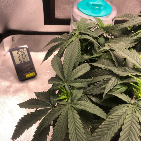 Super Lemon Haze growlog photo: Segue vegetativo, foi nutrida hoje para futura desfoliação no dia 21/08. 