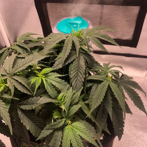 Super Lemon Haze growlog photo: Segue vegetativo, foi nutrida hoje para futura desfoliação no dia 21/08. 
