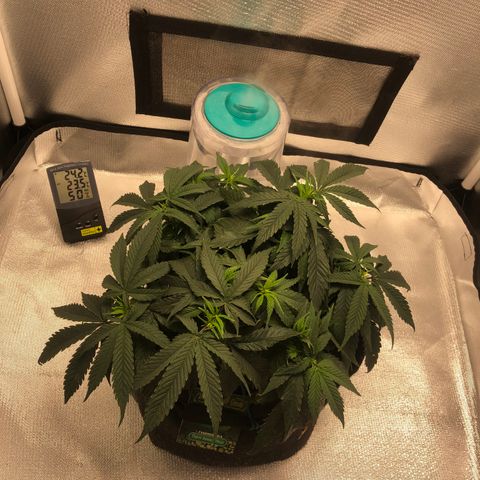 Super Lemon Haze growlog photo: Segue vegetativo, foi nutrida hoje para futura desfoliação no dia 21/08. 