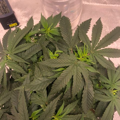 Super Lemon Haze growlog photo: Segue vegetativo, foi nutrida hoje para futura desfoliação no dia 21/08. 