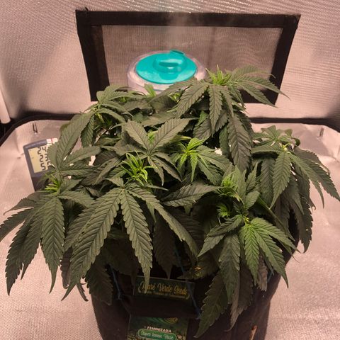 Super Lemon Haze growlog photo: Segue vegetativo, foi nutrida hoje para futura desfoliação no dia 21/08. 