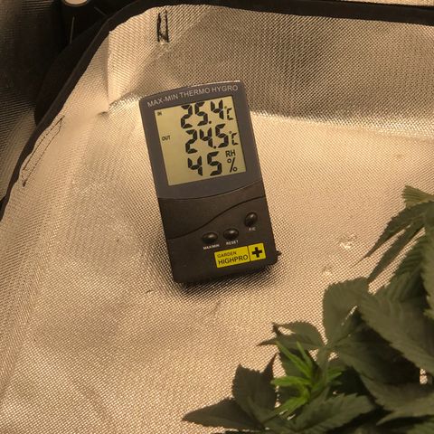 Super Lemon Haze growlog photo: 21/08/21 saída dos pistilos, apresentação do sexo. Sem muitas novidades, seed feminizada. Seguimos com a desfoliação para hoje ainda! Segue fotos quando tiver sido executada a desfoliação.