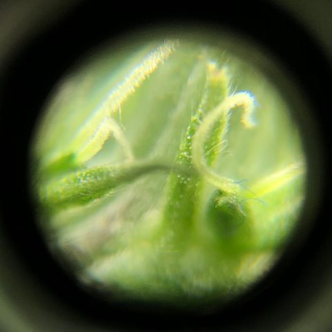 Super Lemon Haze growlog photo: 21/08/21 saída dos pistilos, apresentação do sexo. Sem muitas novidades, seed feminizada. Seguimos com a desfoliação para hoje ainda! Segue fotos quando tiver sido executada a desfoliação.