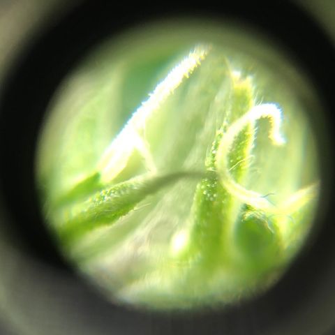 Super Lemon Haze growlog photo: 21/08/21 saída dos pistilos, apresentação do sexo. Sem muitas novidades, seed feminizada. Seguimos com a desfoliação para hoje ainda! Segue fotos quando tiver sido executada a desfoliação.