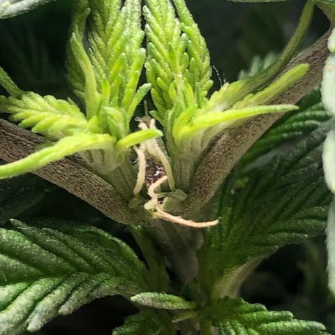 Super Lemon Haze growlog photo: 21/08/21 saída dos pistilos, apresentação do sexo. Sem muitas novidades, seed feminizada. Seguimos com a desfoliação para hoje ainda! Segue fotos quando tiver sido executada a desfoliação.