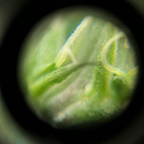 Super Lemon Haze growlog photo: 21/08/21 saída dos pistilos, apresentação do sexo. Sem muitas novidades, seed feminizada. Seguimos com a desfoliação para hoje ainda! Segue fotos quando tiver sido executada a desfoliação.