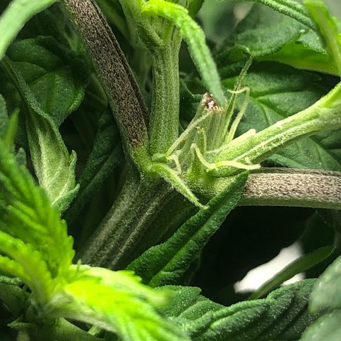 Super Lemon Haze growlog photo: 21/08/21 saída dos pistilos, apresentação do sexo. Sem muitas novidades, seed feminizada. Seguimos com a desfoliação para hoje ainda! Segue fotos quando tiver sido executada a desfoliação.