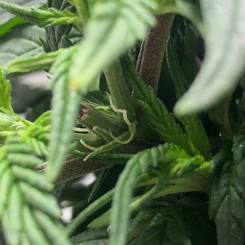 Super Lemon Haze growlog photo: 21/08/21 saída dos pistilos, apresentação do sexo. Sem muitas novidades, seed feminizada. Seguimos com a desfoliação para hoje ainda! Segue fotos quando tiver sido executada a desfoliação.