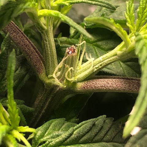 Super Lemon Haze growlog photo: 21/08/21 saída dos pistilos, apresentação do sexo. Sem muitas novidades, seed feminizada. Seguimos com a desfoliação para hoje ainda! Segue fotos quando tiver sido executada a desfoliação.