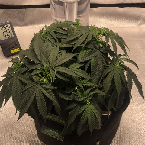 Super Lemon Haze growlog photo: 21/08/21 saída dos pistilos, apresentação do sexo. Sem muitas novidades, seed feminizada. Seguimos com a desfoliação para hoje ainda! Segue fotos quando tiver sido executada a desfoliação.